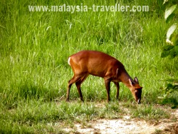 Deer at Taman Negara Deer at Taman Negara