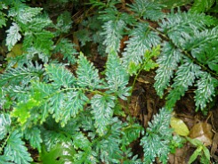 Blue Fern at Taman Negara Blue Fern at Taman Negara