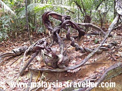 Natural Art at Taman Negara Natural Art at Taman Negara