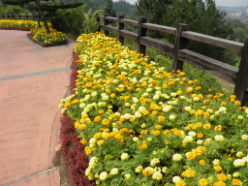 Taman Bunga Begonia Lembang Sikucingmanis
