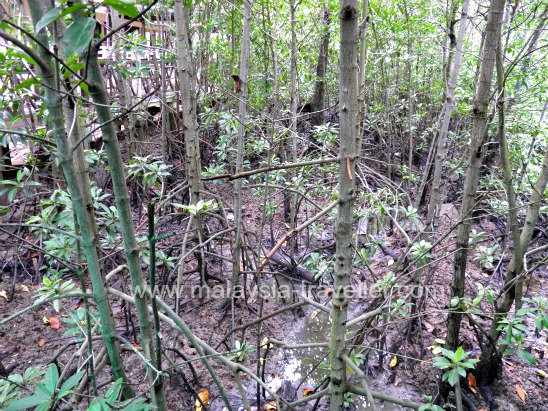 Mangrove Forest at Tanjung Piai Mangrove Forest at Tanjung Piai