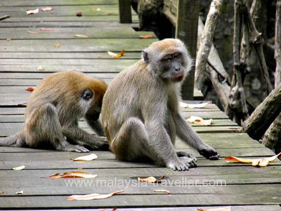 Monkeys at Tanjung Piai Monkeys at Tanjung Piai