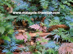 attractive ferns attractive ferns