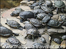 Tortoise Pond at Thean Hou Temple