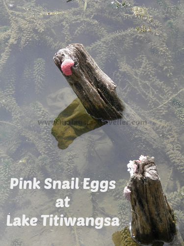 pink snail eggs in the pond at Lake Titiwangsa