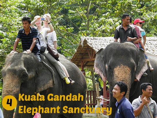 Kuala Gandah Elephant Sanctuary