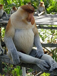 Proboscis Monkeys
