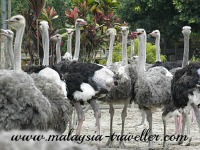 ostriches at Seminyeh ostrich farm