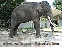 elephant at Zoo Negara