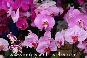 Singapore Botanic Gardens Singapore Botanic Gardens