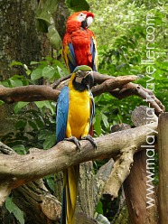 Jurong Bird Park Jurong Bird Park