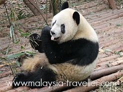 Singapore Zoo Singapore Zoo