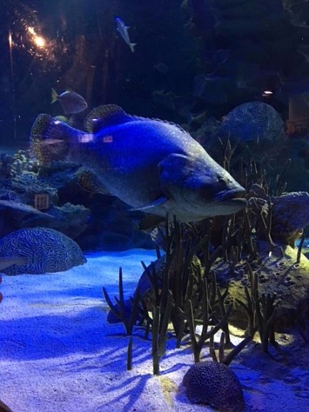 Aquaria Kuala Lumpur Marine Species Aquaria Kuala Lumpur Marine Species