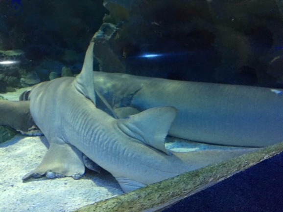 Aquaria Kuala Lumpur Sharks Aquaria Kuala Lumpur Sharks