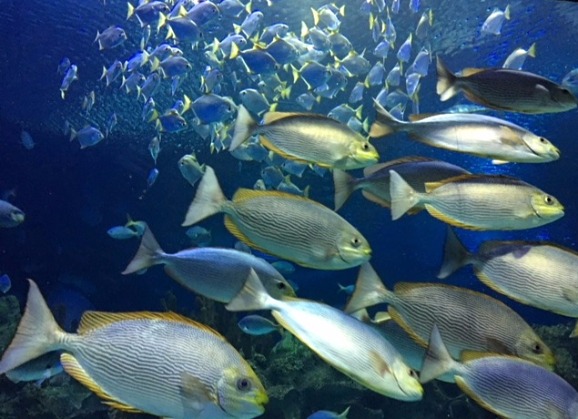 Aquaria Kuala Lumpur Living Ocean Aquaria Kuala Lumpur Living Ocean