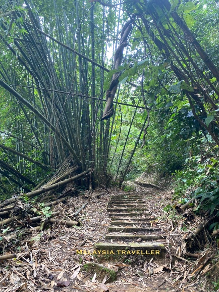 clumps of tall green bamboo