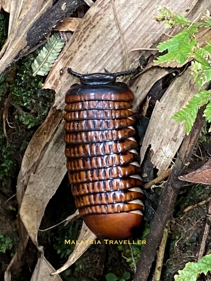 fat, brown and black millipede