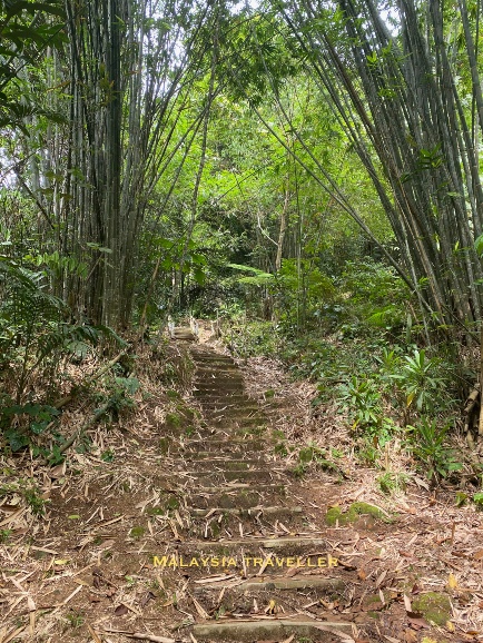 concrete steps in the jungle