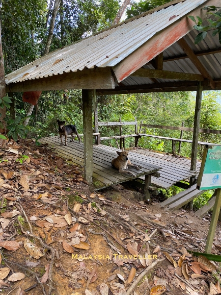 wild dogs relaxing at a gazebo