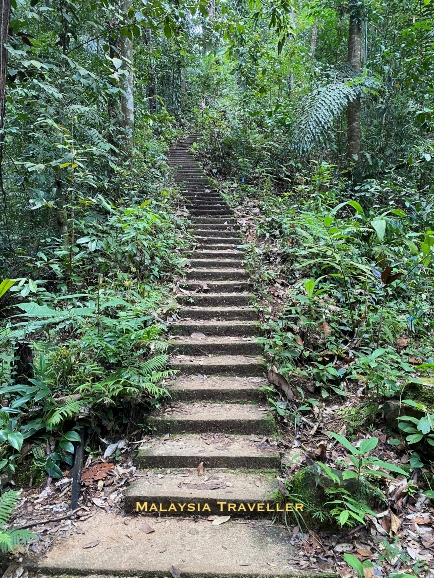 concrete steps in the jungle