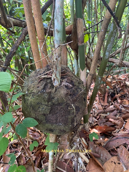 round insect nest on bamboo tree