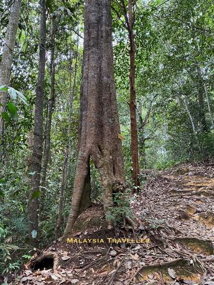 large tree with hole in the base