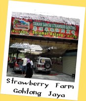 Strawberry Farm, Gohtong Jaya