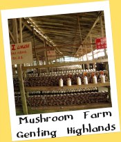 Mushroom Farm, Genting Highlands