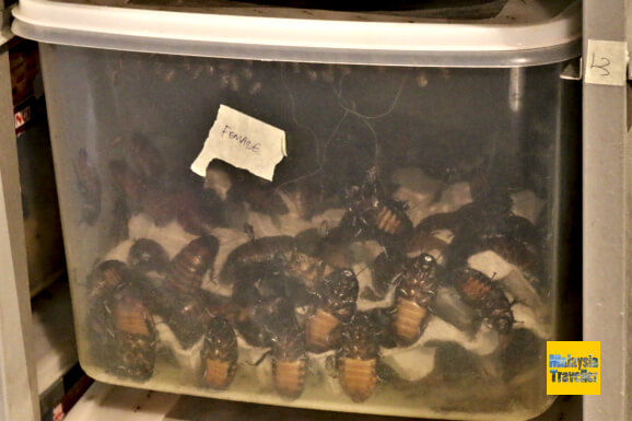 entopia penang cocoon