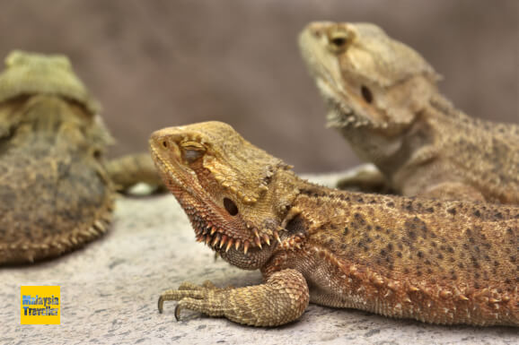 entopia penang lizards entopia penang lizards