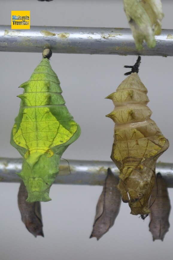 entopia penang pupae