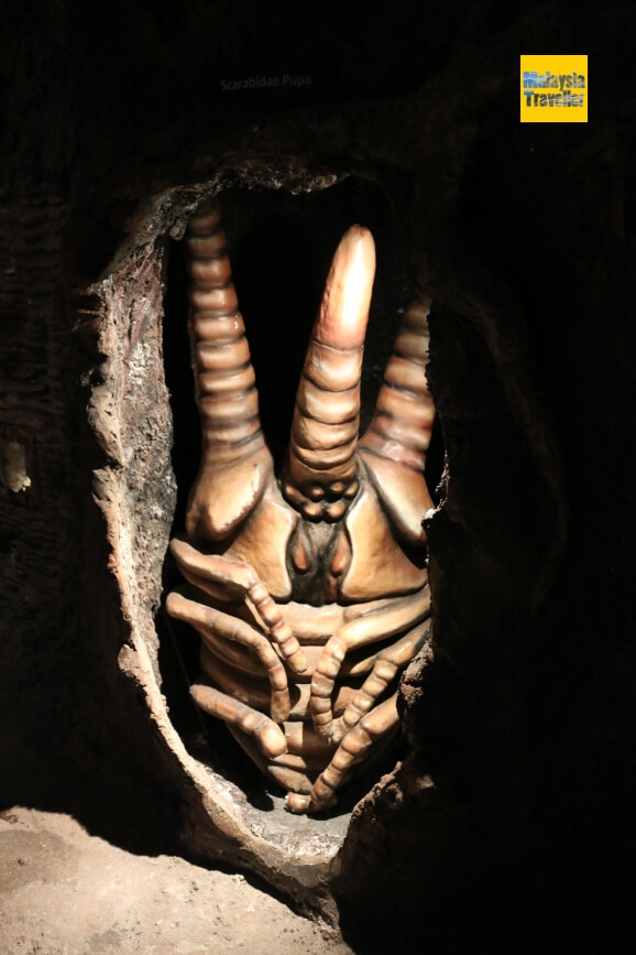 entopia penang scarab beetle