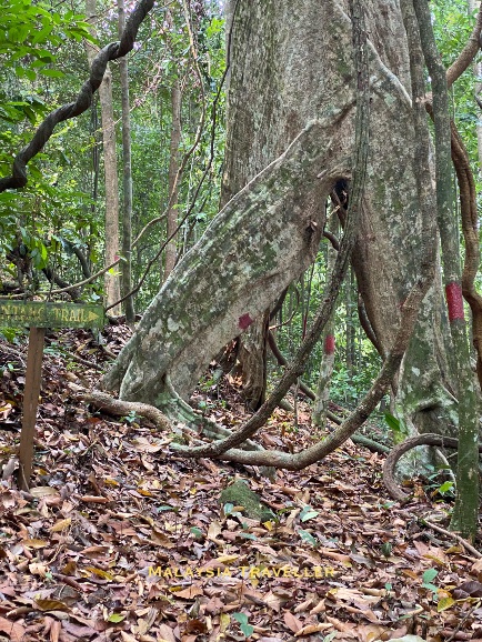 trail passing through a hollow tree