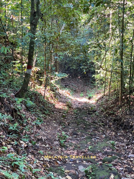 jungle path with trees marked in red and white