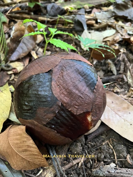 5 month old rafflesia bud