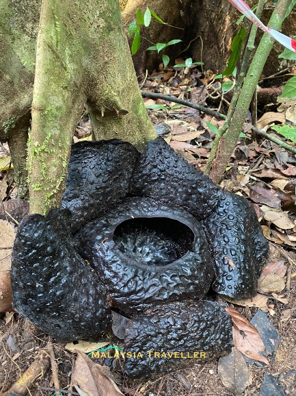 the dead flower turns black after a week or two