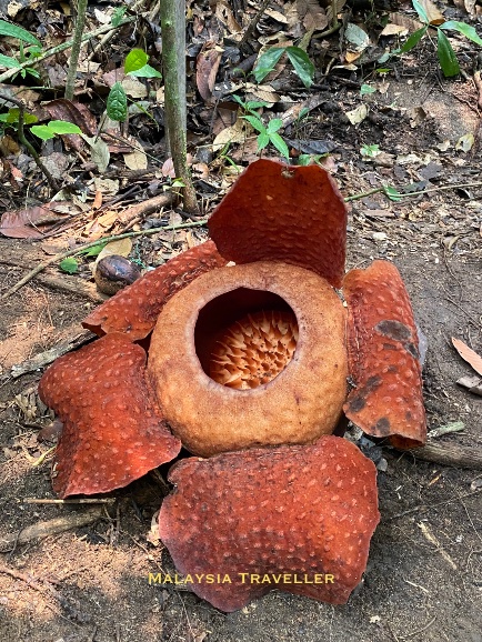a rafflesia in flower at Gunung Gading in September 2026