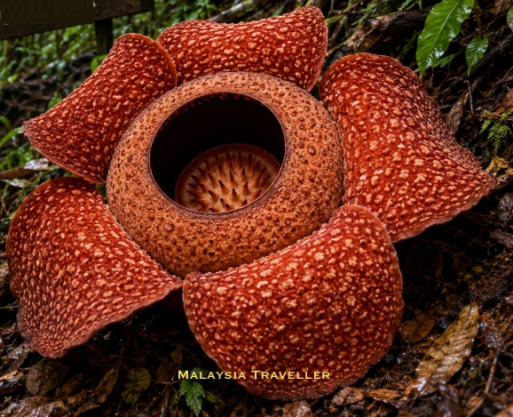 AI image of a rafflesia in full bloom