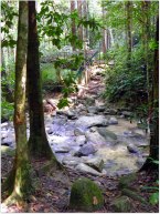 Malaysia Jungle Walk Malaysia Jungle Walk