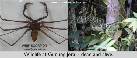 Snake near the Forestry Museum, Gunung Jerai Snake near the Forestry Museum, Gunung Jerai