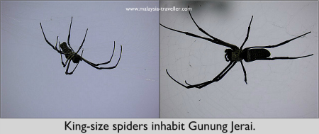 Gunung Jerai spiders Gunung Jerai spiders