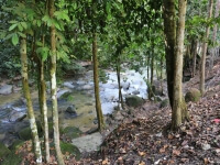 Malaysian National Parks Hutan Lipur Ulu Licin Beruas