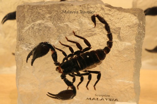 Jadi Batek Gallery scorpion Jadi Batek Gallery scorpion