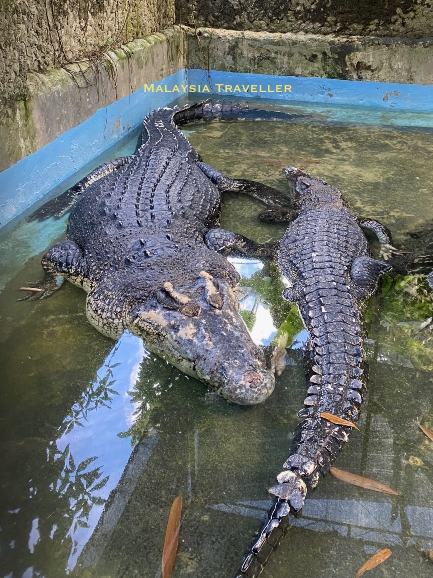 Bujang Lupar and Siti Lupar crocodiles