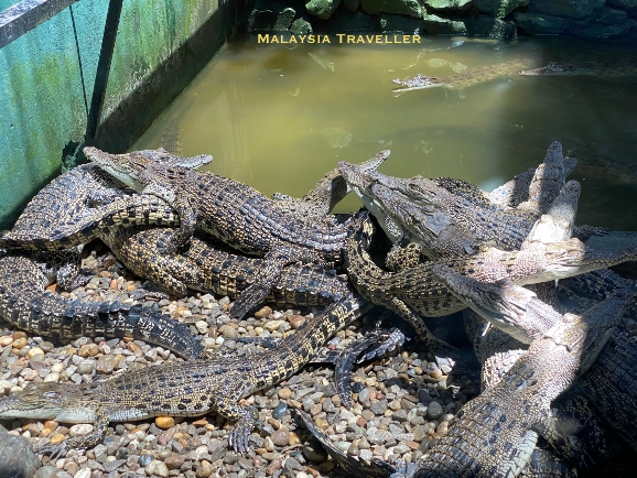 crowded crocodile enclosure crowded crocodile enclosure