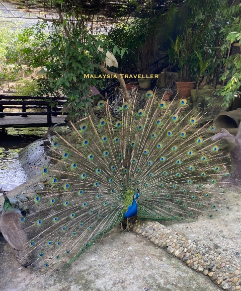 peacock with feathers displayed peacock with feathers displayed
