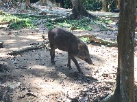 Wild boars at Ketumbar Hill