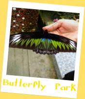 Kuala Lumpur Butterfly Park Kuala Lumpur Butterfly Park