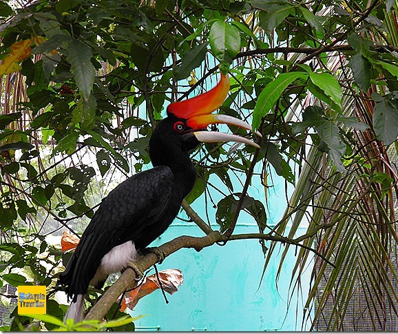 National Bird of Malaysia National Bird of Malaysia