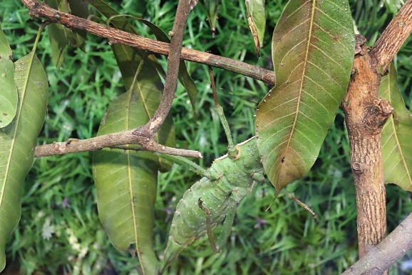 Melaka Butterfly and Reptile Sanctuary leaf insect Melaka Butterfly and Reptile Sanctuary leaf insect